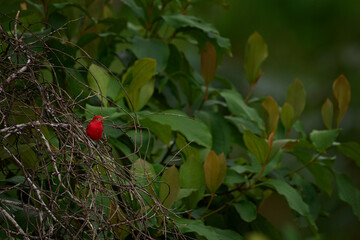 Find the red bird in the forest. Red tanager in green vegetation. Red tanager on the big palm leave. Summer Tanager, Piranga rubra, red bird in the nature habitat. Tanager sitting on the big green.