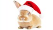 © SHI - Rabbit wearing a Santa hat on a white background