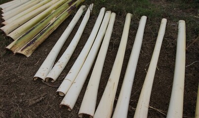 Wall Mural - banana stem, photo of banana stem dried in the sun so it can be used to make crafts