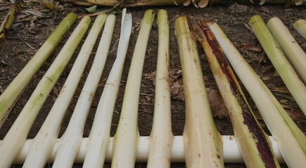 Wall Mural - banana stem, photo of banana stem dried in the sun so it can be used to make crafts