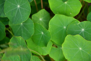 Poster - Green Plant Leaves