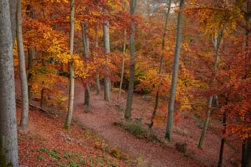 Autumn forest. Fall nature. Autumn picturesque background. Vibrant color tree, red orange foliage in fall park. Nature change Yellow leaves in october season. Autumn forest on a sunny day. Krusne Hory