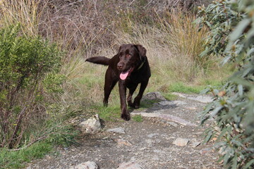 labrador chocolate