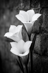 Poster - A close-up of elegant white flowers against a textured stone wall, captured in black and white, emphasizing their delicate shapes and contrast.