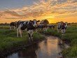 © Arif - Holstein Cows Grazing Near a Stream at Sunset in a Rural Landscape