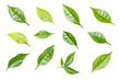 © PNGStudio - Green tea leaf collection isolated png on a transparent background