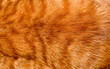 © ประพันธ์ บุญเหมาะ - Orange fur