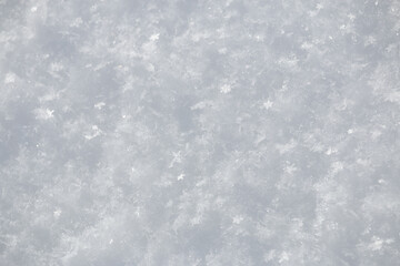 Wall Mural - close up of coarse grainy fresh white snow flake crystals surface in winter