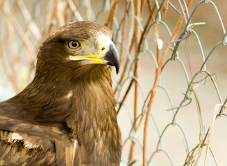 birds of prey close up in a zoo