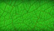 © Lan - green leaf background