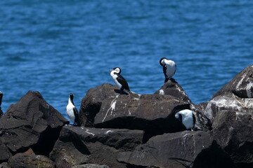 Wall Mural - black-faced cormorant