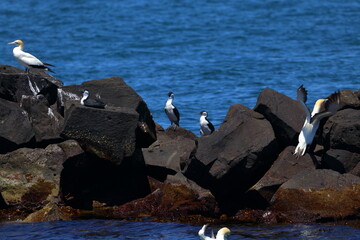 Wall Mural - black-faced cormorant