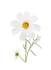 Wall Mural - white cosmos flower and bud isolated on white or transparent background