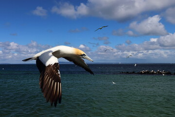 Pope's eye gannet