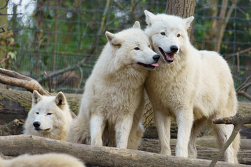  Pack of three Arctic Wolfs (Canis lupus arctos)