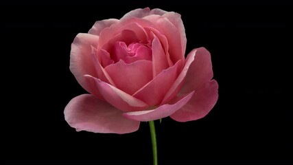 Wall Mural - Pink rose isolated on black background