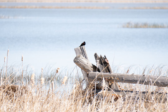 Bear Lake Utah / Idaho Wildlife Refuge Red Winged Blackbird on a post