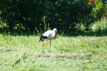 white stork on a green meadow in summer