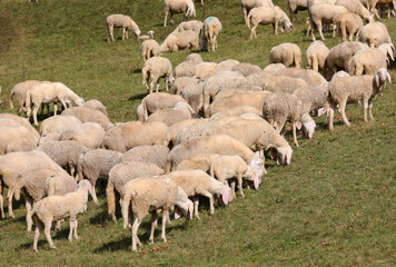 flock with white sheep grazing in the middle of the green meadow on the hill