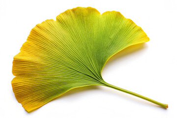 Ginkgo,isolated on white background