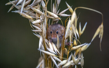 Wall Mural - Harvest mouse in wheat