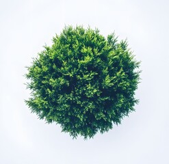 Aerial View of a Lush Green Conical Shrub