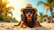 © Tameem - A contented long-haired dachshund wearing a hat and sunglasses lounges on a beach.