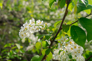 Wall Mural - Bird cherry blossoms. Lots of little white bird cherry flowers. Feeling of spring, innocence and new beginnings.