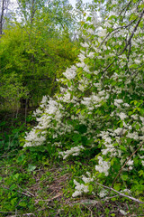 Wall Mural - Bird cherry blossoms. Lots of little white bird cherry flowers. Feeling of spring, innocence and new beginnings.