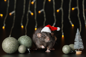 Poster - Colored rat in red Santa hat isolated on black background. Mouse, Christmas tree and balls. Pet and festive blinking garland. Yellow blurred bokeh of burning bulbs. Holiday concept Christmas