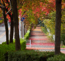 Wall Mural - 秋の道路沿いの赤色の紅葉の風景