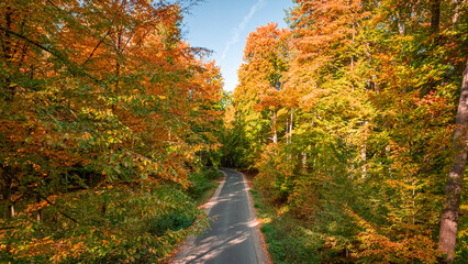 Wall Mural - Country road and multicolored forest in autumn.