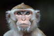 © ArtSpree - Close-up of long-tailed macaque (Macaca fascicularis) with tree behind; Can Gio, Ho Chi Minh, Vietnam. Beautiful simple AI generated image