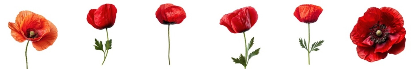 Wall Mural - Stunning Red Poppies with Delicate Petals and Textured Detail Isolated on Transparent Background
