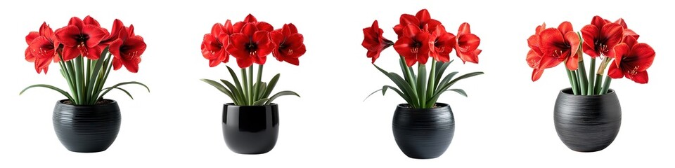 Wall Mural - Stunning Crimson Amaryllis in Sleek Ebony Planters Isolated on Transparent Background