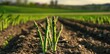© Mane - Green asparagus sprouts grow in the field, with a blurred background of farmland and rows of growing plants.