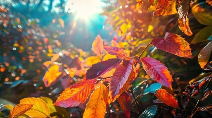 Wall Mural - Autumn scene with vibrant foliage under sunny light. Rich fall colors highlighted. Seasonal nature.