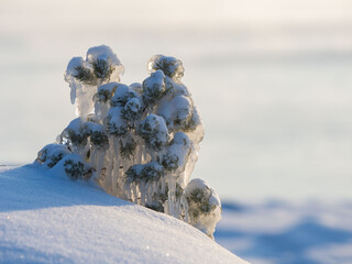 Wall Mural - Small tree covered with transparent ice on the shore of Lake Ladoga in the Republic of Karelia. Snow on the coastal rocks. Sunny day