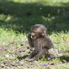 Wall Mural - Baby Gelada baboon (Theropithecus Gelada), Simien mountains national park, Amhara region, North Ethiopia