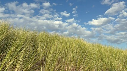 Wall Mural - Des plantes sur une dune de plage.