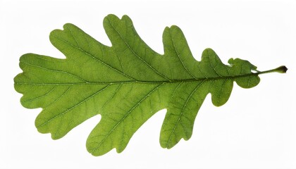 Wall Mural - oak tree leaf, AI generated