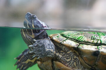 Poster - turtle on a log