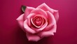© Arthur - Luxurious Pink Rose on Elegant Deep Magenta Background for Valentine's Day. Perfect for Romantic Card Designs, Wedding Invitations, or Passionate Anniversary Celebrations February