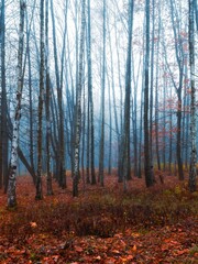 Wall Mural - Autumn forest fog. Gloomy woods during a foggy morning. Trail through a mysterious dark old forest. Magical atmosphere.