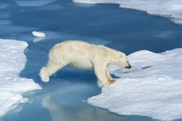male polar bear (ursus maritimus) with blood on his nose and leg jumping over ice floes and blue wat