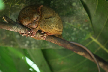 Wall Mural - Encounter with a tarsier in a forest in the Visayas, Philippines