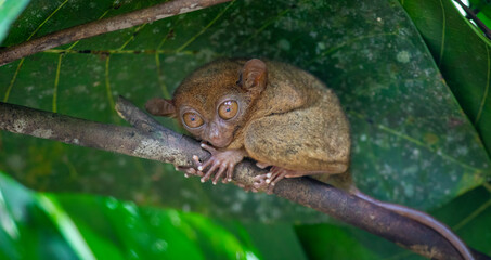 Wall Mural - Tarsier on a branch in Philippines