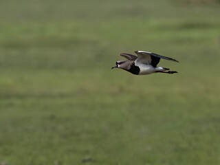 Wall Mural - Silver Teal in flight over green field