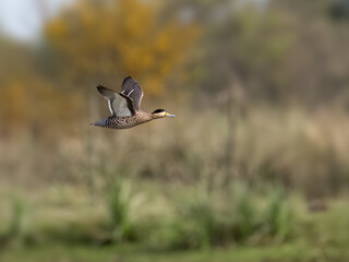 Wall Mural - Silver Teal in flight over green field