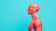© Phatharaporn - A colorful anatomical model highlights the human muscular system against a bright blue background, showcasing anatomical details and structure.